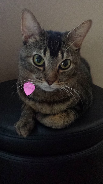 Nenette on the small round ottoman in the bedroom (7/6/2015)