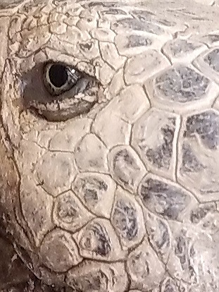 Eye of the desert tortoise
